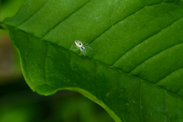 Tiny Nigma puella Copyright: Alf Mullins