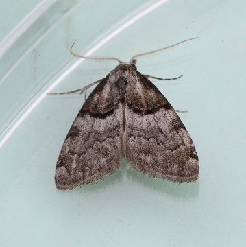 Nola cucullatella  Short-cloaked Moth 1 Copyright: Graham Ekins