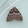 Nola cucullatella  Short-cloaked Moth 1 