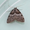 Nola cucullatella  Short-cloaked Moth 1