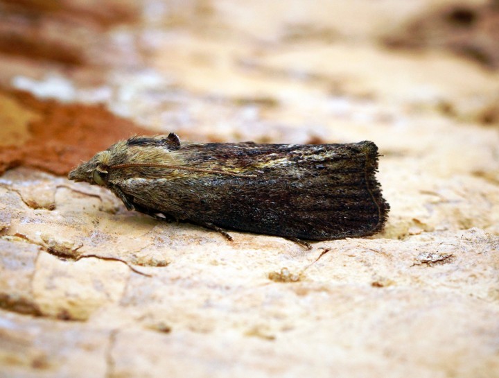 Galleria mellonella dark form Copyright: Ben Sale