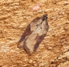 Acleris schalleriana 5