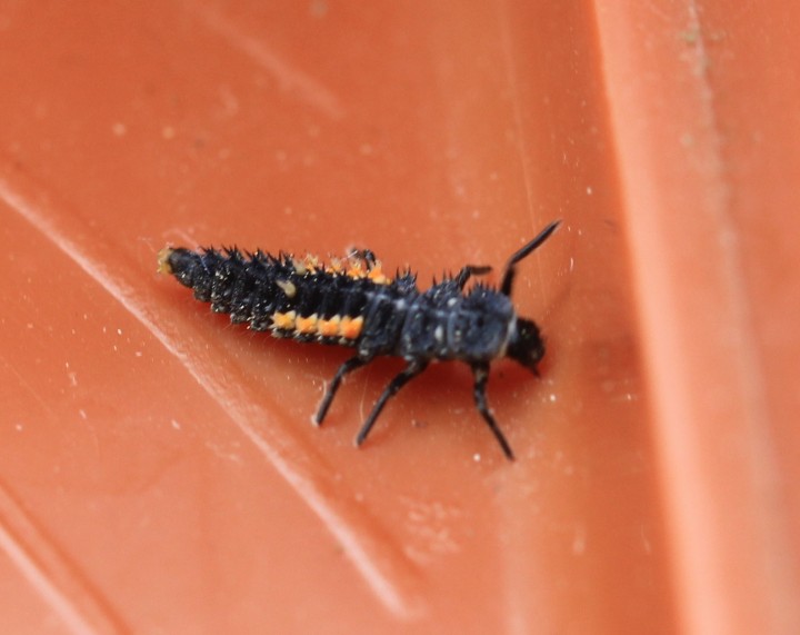 Harmonia quadripunctata larva Copyright: Yvonne Couch