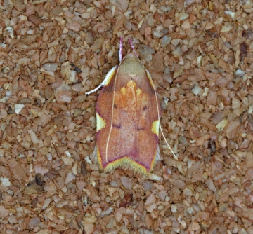 Carcina quercana  4 Copyright: Graham Ekins