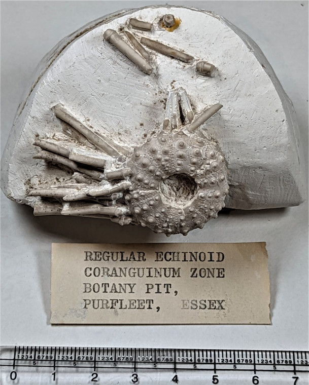 Pufleet fossil echinoid Phymosoma with spines Copyright: Mike Daniels Collection