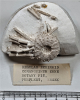 Purfleet fossil echinoid Phymosoma with spines 