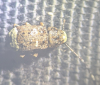 Platystomos albinus