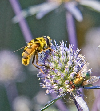 Myathropa florea 4 Copyright: Graham Ekins