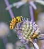 Myathropa florea 4 Copyright: Graham Ekins