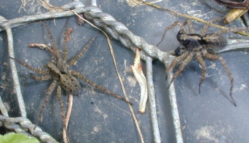 Pardosa amentata male and female Copyright: Unknown