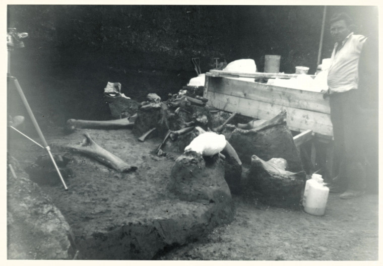 Aveley Mammoth Excavation 1964 2 Copyright: Graham R Ward Archive 
