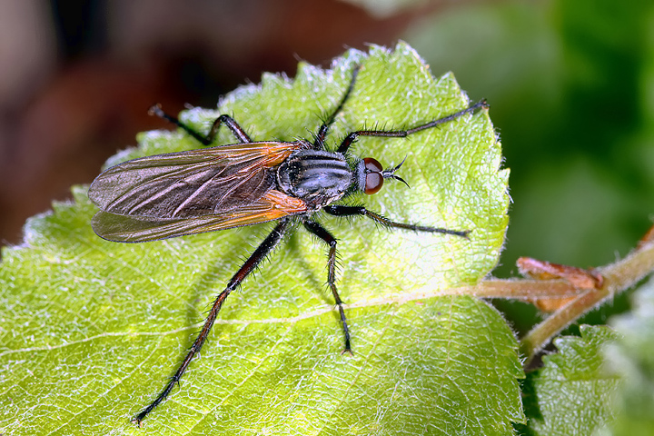 Empis tessellata - (8 May 2011) Copyright: Leslie Butler