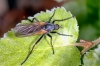 Empis tessellata - (8 May 2011) 