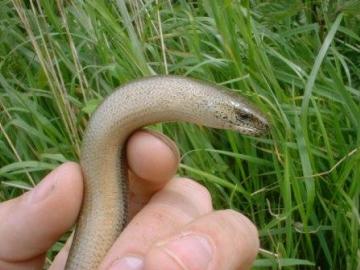 Slow-worm male Copyright: Jonathan Cranfield