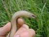 Slow-worm male 
