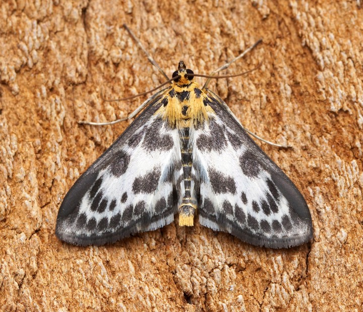 Anania hortulata 1 Copyright: Ben Sale