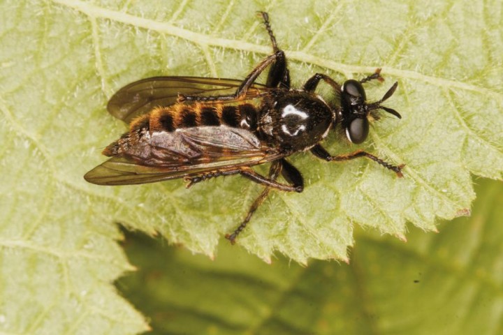 Choerades marginatus 2 Copyright: Peter Harvey