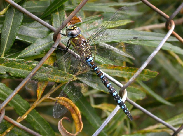 Migrant Hawker Copyright: Malcolm Riddler