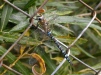 Migrant Hawker 