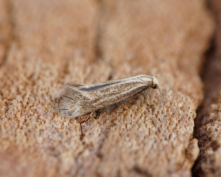 Elachista rufocinerea 2 Copyright: Ben Sale