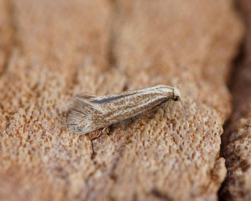 Elachista rufocinerea 2 Copyright: Ben Sale