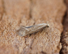 Elachista rufocinerea 2