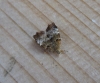 Choreutis pariana 2