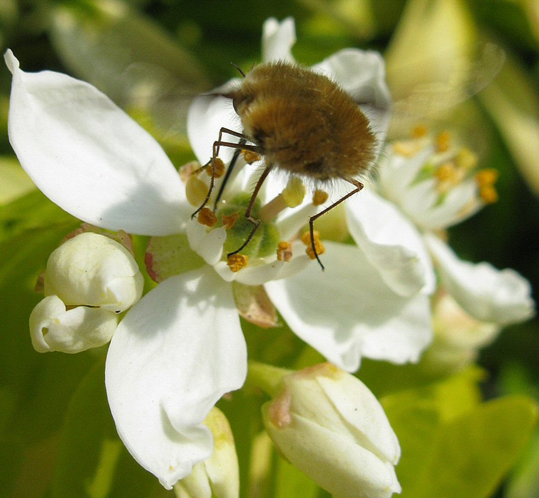 Bombylius major on Choisya ternata 'Sundance' flower Copyright: George Wright