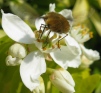 Bombylius major on Choisya ternata 'Sundance' flower