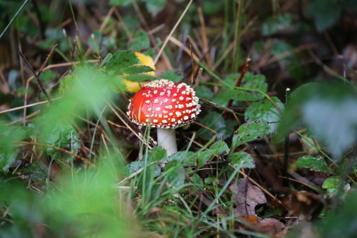 Shy Little Fly Agaric Copyright: Urszula Juziuczuk