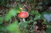 Shy Little Fly Agaric