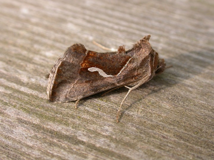 Dewicks Plusia Copyright: Clive Atkins