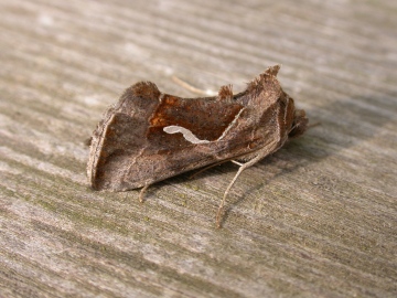 Dewicks Plusia Copyright: Clive Atkins