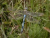 Emperor Dragonfly wtcp Copyright: Malcolm Riddler