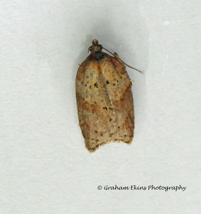 Acleris schalleriana 6 Copyright: Graham Ekins