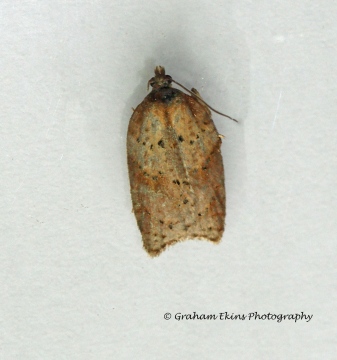 Acleris schalleriana 6 Copyright: Graham Ekins