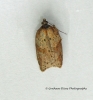 Acleris schalleriana 6 Copyright: Graham Ekins