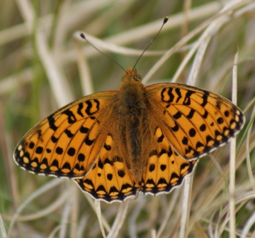 Dark Green Fritillary (male) Copyright: Robert Smith