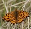 Dark Green Fritillary (male)