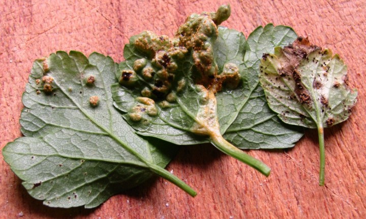 Plant Gall on Alexanders 2 Copyright: Graham Smith