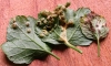 Plant Gall on Alexanders 2 