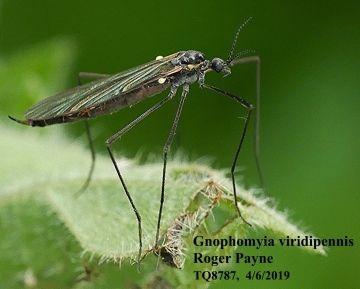 Gnophomyia viridipennis Copyright: Roger Payne