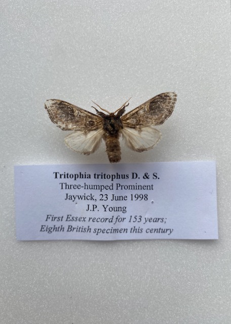 Three-humped Prominent. Only Essex record since 1842 Copyright: Caught by J. P. Young on 23rd June 1998