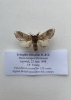 Three-humped Prominent. Only Essex record since 1842 