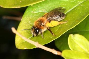 Andrena tibialis Copyright: Peter Harvey