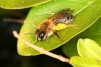 Andrena tibialis Copyright: Peter Harvey