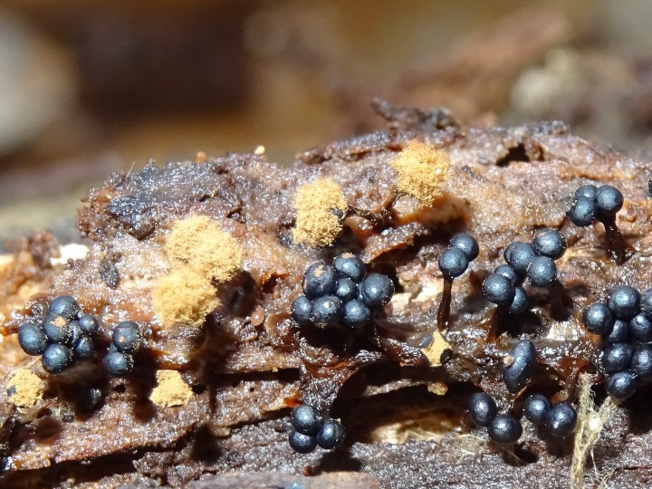 SLIME MOULD metatrichia floriformis Copyright: Discovered by Raymond Small. Identified by Brian Ecott.  