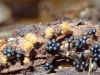 SLIME MOULD metatrichia floriformis 