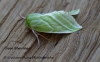 Pseudoips prasinana   Green Silver-lines 6 Copyright: Graham Ekins