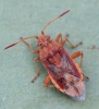 Stictopleurus abutilon 1 Copyright: Yvonne Couch